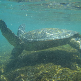 2005-hawaii