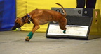 Copy of 44084780-FLYBALL9-A-2