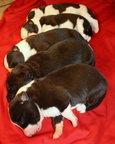 puppies day 11