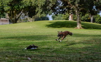 Whippet Race Practice-7588-2521550889-O