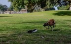 Whippet Race Practice-7589-2521552952-O