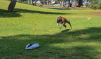 Whippet Race Practice-7798-2521759137-O