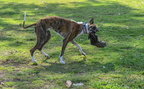 Whippet Race Practice-7813-2521761693-O